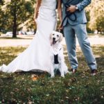7 ideas perfectas para incluir a tu perro en tu boda